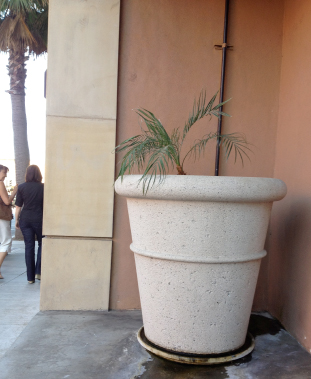 large palm tree in small pot